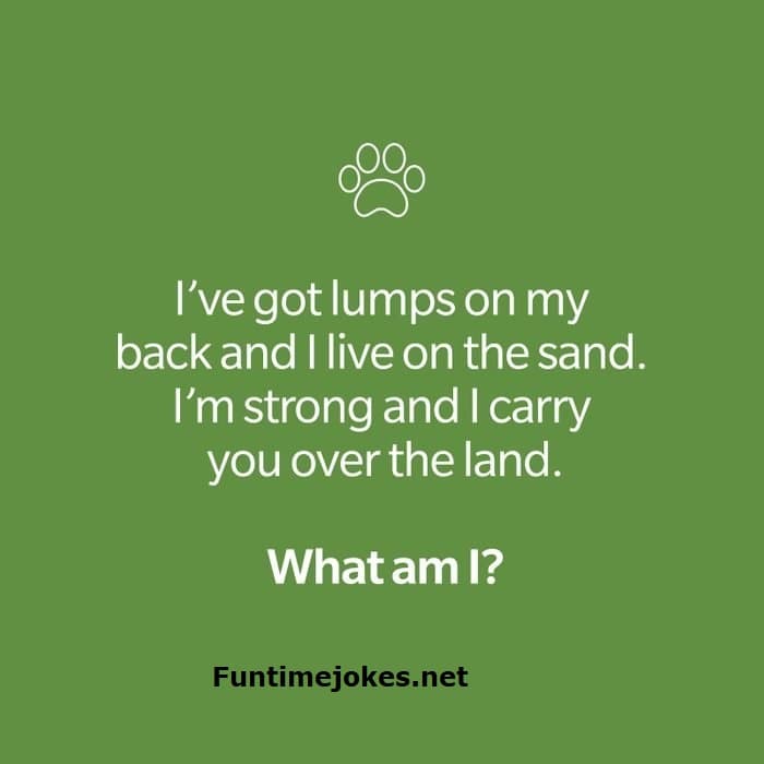  I've got lumps on my back and I live on the sand. I'm strong and I carry you over the land. What am I?