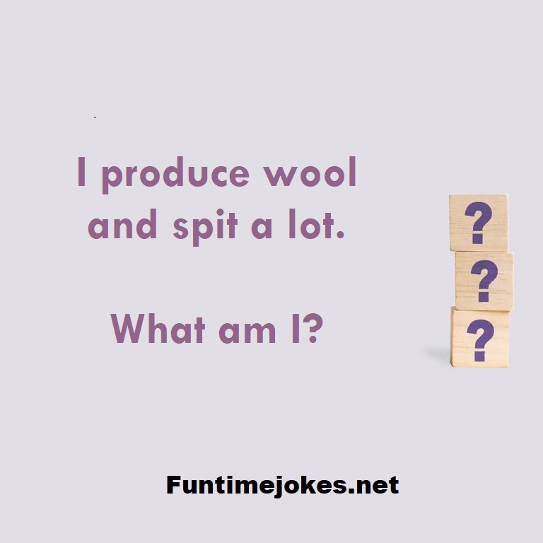 I produce wool and spit a lot. What am I?