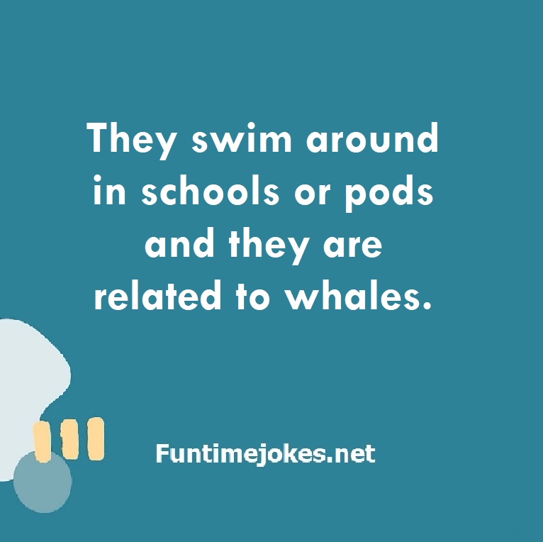 They swim around in schools or pods and they are related to whales.