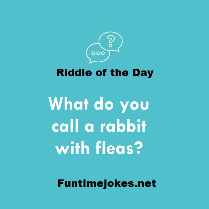 What do you call a rabbit with fleas?