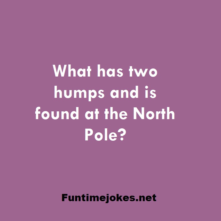 What has two humps and is found at the North Pole?