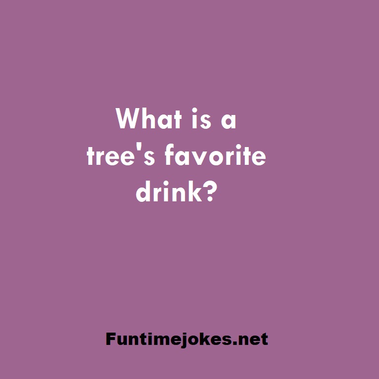 What is a tree's favorite drink?