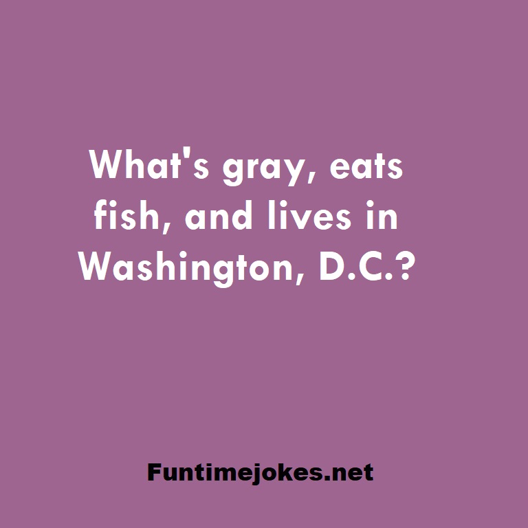 What's gray, eats fish, and lives in Washington, D.C.?