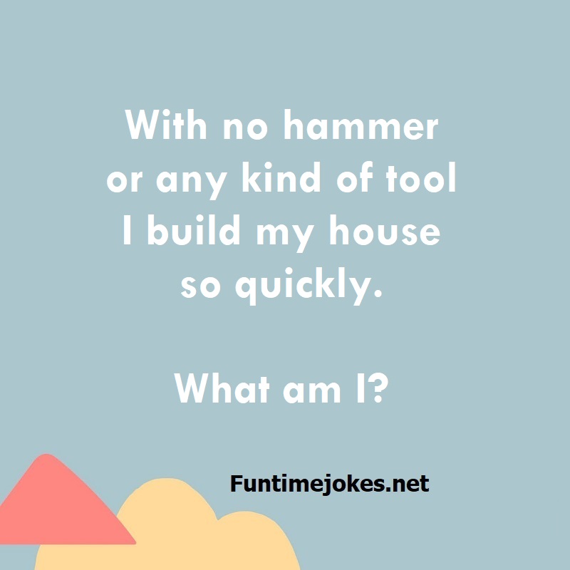 With no hammer or any kind of tool I build my house so quickly. What am I?