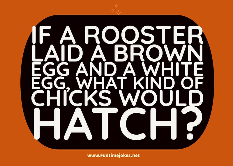 If a rooster laid a brown egg and a white egg, what kind of chicks would hatch?