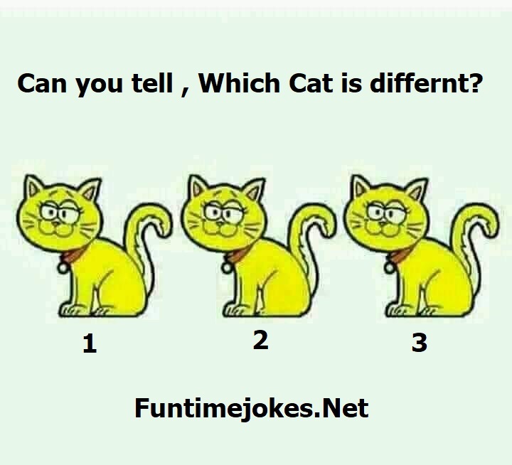 Challenge: Can you spot which cat is different from the rest?